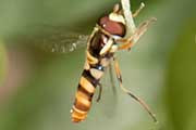Hover Fly (Ischiodon scutellaris) (Ischiodon scutellaris)